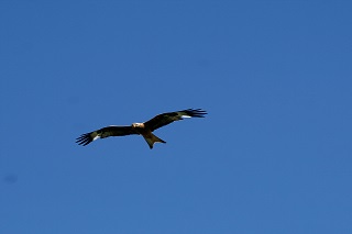 Red Kite